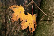 Herbststimmung-3-11-09-39.jpg