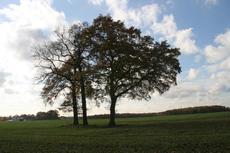 Herbststimmung-3-11-09-51.jpg