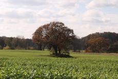 Herbststimmung-3-11-09-62.jpg