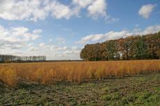 Herbststimmung-3-11-09-66.jpg