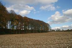 Herbststimmung-3-11-09-78.jpg