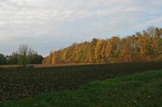 Herbststimmung-3-11-09-83.jpg