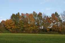 Herbststimmung-3-11-09-85.jpg
