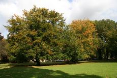 Herbststimmung_5805.JPG