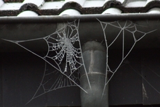 Spinnweben-1.jpg