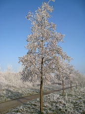 Winter-11.jpg