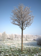 Winter-8.jpg