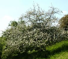 Apfelbaum-059.jpg