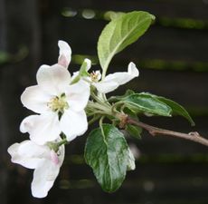 Apfelbaumblüte-001.jpg