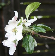Apfelbaumblüte-002.jpg