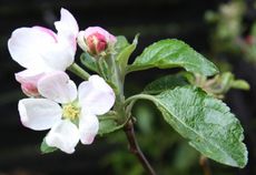 Apfelbaumblüte-073.jpg