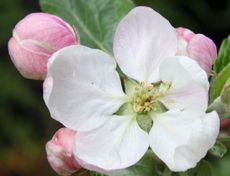 Apfelbaumblüte-075.jpg