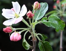 Apfelbaumblüte-077.jpg