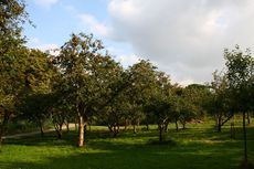 Apfelbaumwiese-211.jpg