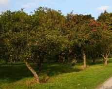 Apfelbaumwiese-230.jpg
