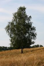 Birke-032.jpg