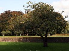 Birnbaum-Herbst-080.jpg