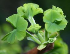 Ginkgo-5.jpg