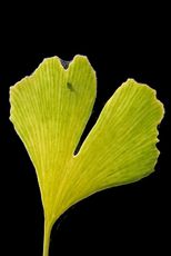 Ginkgo-Blatt.jpg