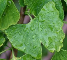 Ginkgo-Blatt-Regen.jpg