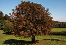 Kastanienbaum-Herbst-1.jpg