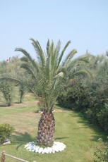 Palme.JPG