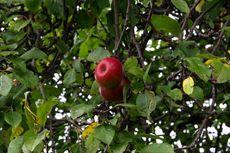 Äpfel_0124.jpg