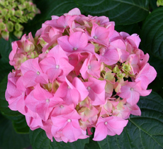 Hortensienbluete-rosa.jpg