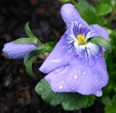 Stiefm-blau-Regentropfen.jpg