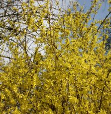 Forsythien-1.jpg