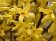 Forsythien-A.jpg