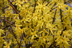 Forsythien-B.jpg