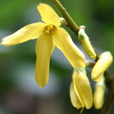 Forsythienbluete-1.jpg