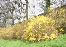 Forsythienbuesche-1.jpg