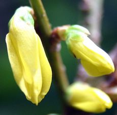 Forsythienknospe.jpg