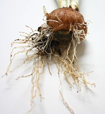 Krokus-Wurzel.jpg