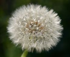 Pusteblume-1.jpg