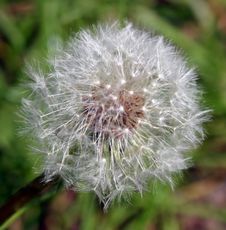 Pusteblume-3.jpg