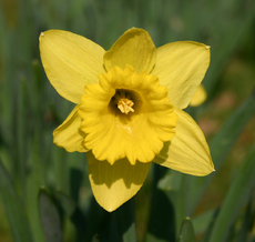 Osterglocke-Blüte-2.jpg