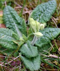 Schluesselblume-in-Knospe.JPG