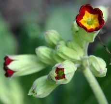 Schluesselblume-rot.jpg