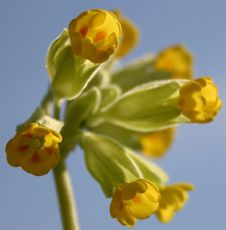 Schlüsselblume-gelb.jpg