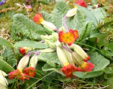 Schlüsselblume-rot.jpg