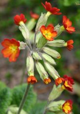 Schlüsselblume-rot-2.jpg