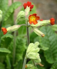 Schlüsselblume-rot-3.jpg