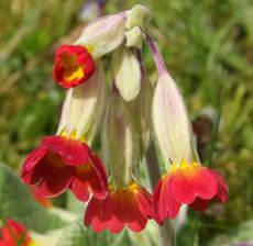 Schlüsselblume-rot-32.jpg