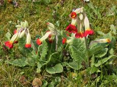 Schlüsselblume-rot-33.jpg