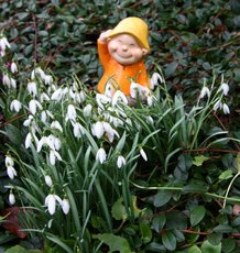 Schneeglöckchen-047.jpg