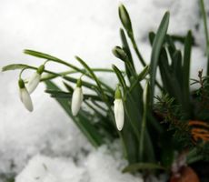 Schneeglöckchen-im-Schnee.jpg