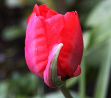 Tulpe-071.jpg